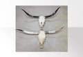 Skull with horns large