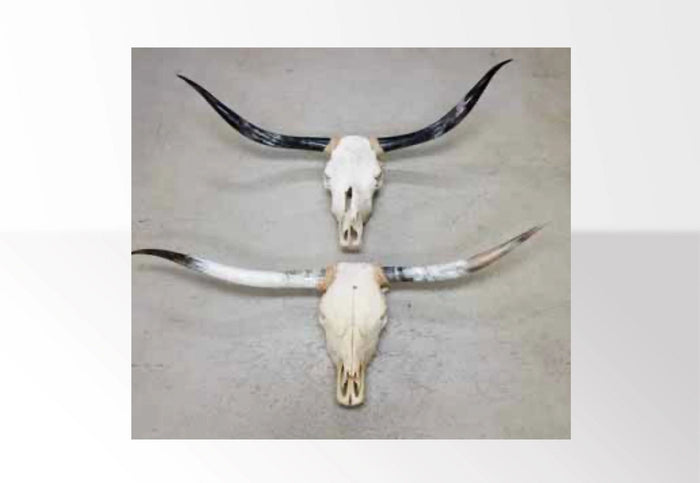 Skull with horns extra large