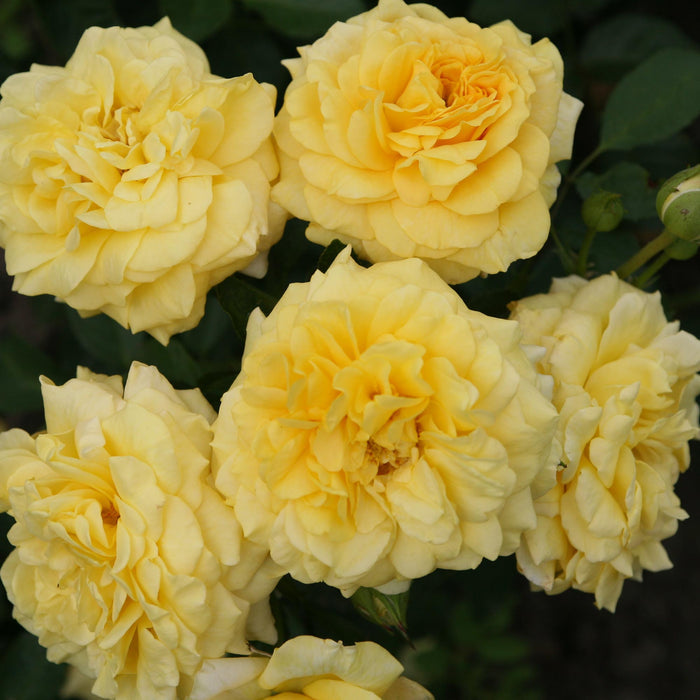 Sunbelt® Tupelo Honey™