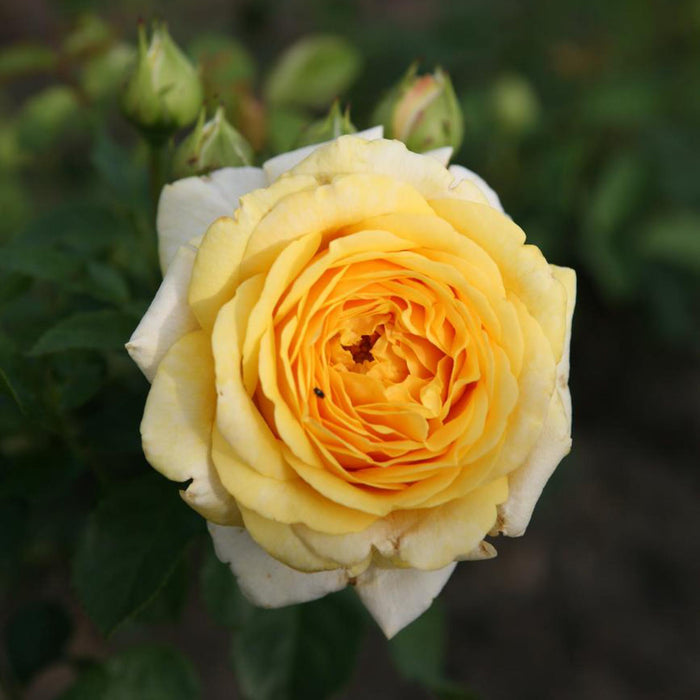 Sunbelt® Tupelo Honey™