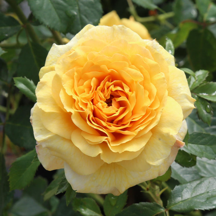 Sunbelt® Tupelo Honey™