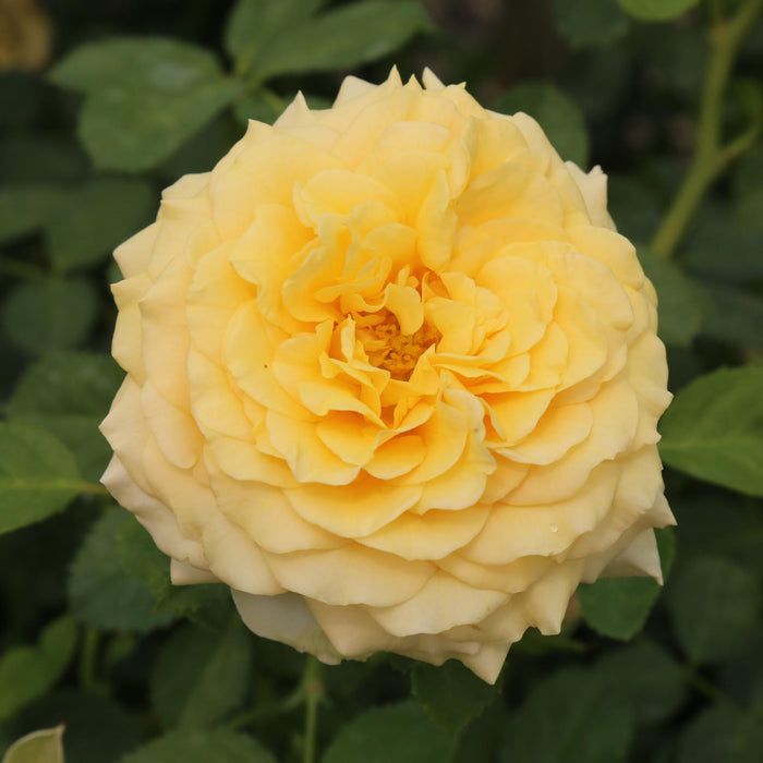 Sunbelt® Tupelo Honey™