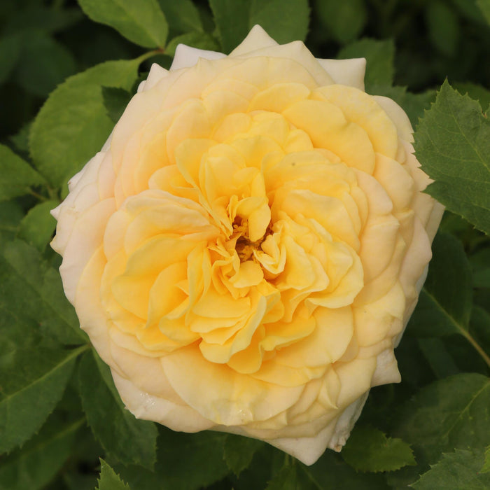 Sunbelt® Tupelo Honey™