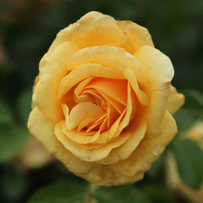Sunbelt® Tupelo Honey™