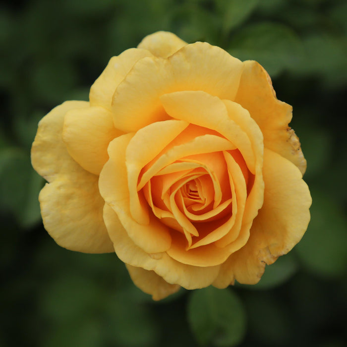 Sunbelt® Tupelo Honey™