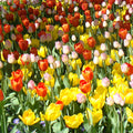 Sunshine Mix
