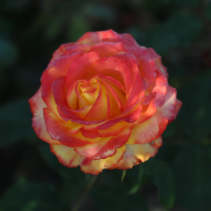 Tequila Sunrise