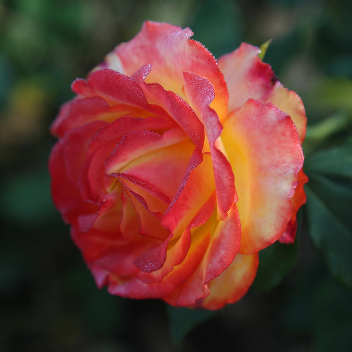 Tequila Sunrise