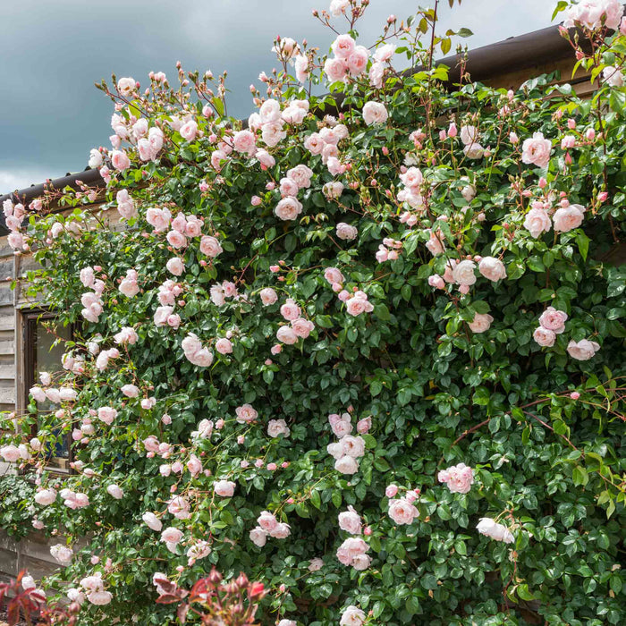 The Generous Gardener™