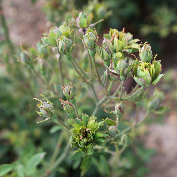 The Green Rose