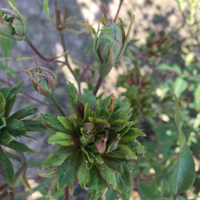 The Green Rose