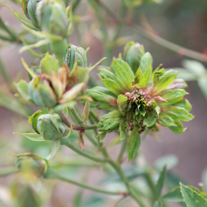 The Green Rose