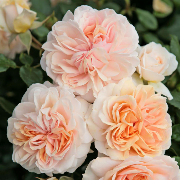 Veranda® Cream