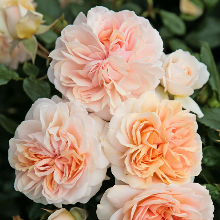 Veranda® Cream