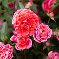 Veranda® Jolie