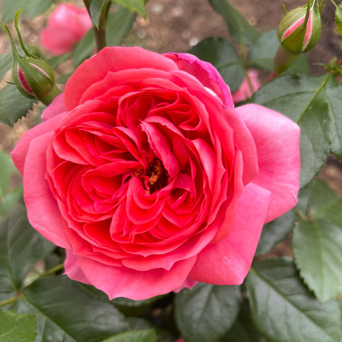 Veranda® Jolie