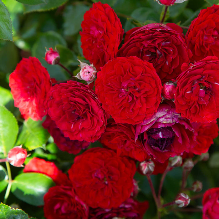 Veranda® Roxanne