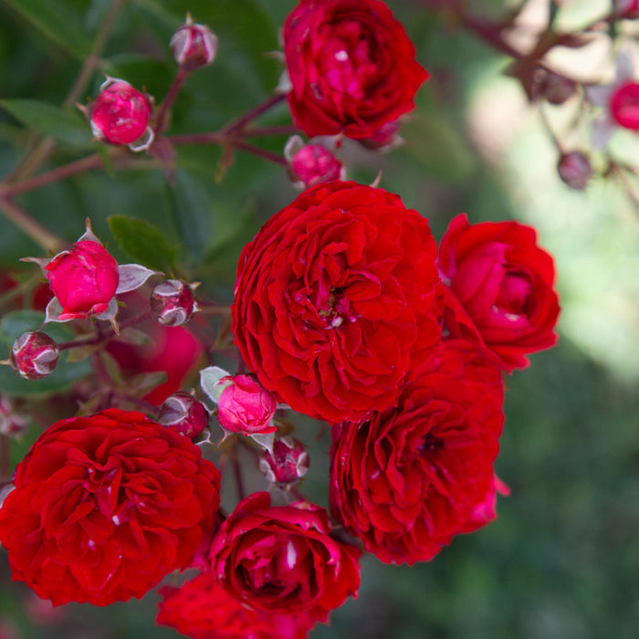 Veranda® Roxanne