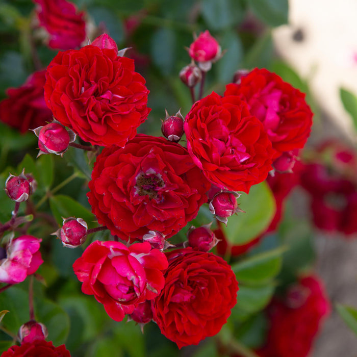 Veranda® Roxanne