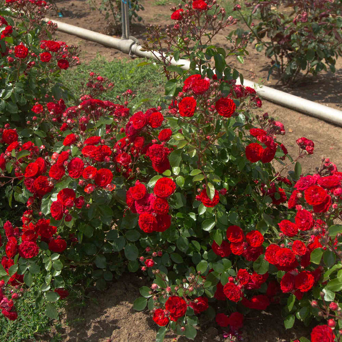 Veranda® Roxanne