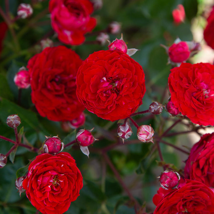 Veranda® Roxanne
