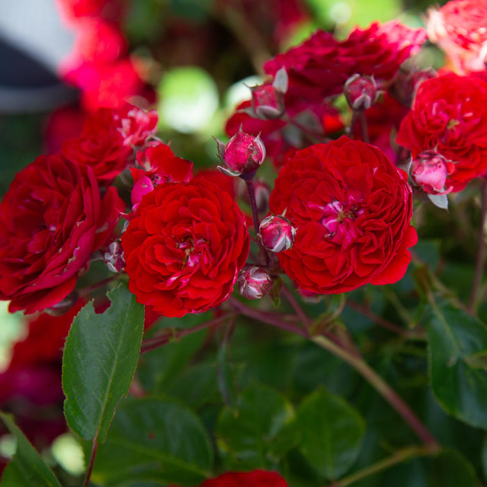 Veranda® Roxanne