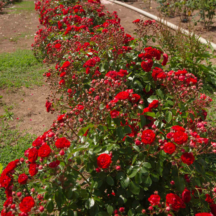 Veranda® Roxanne