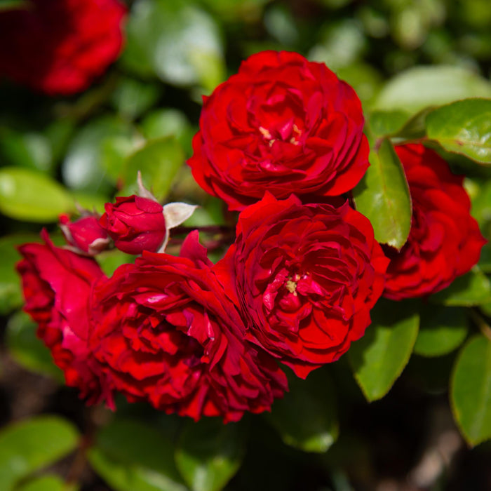 Veranda® Roxanne