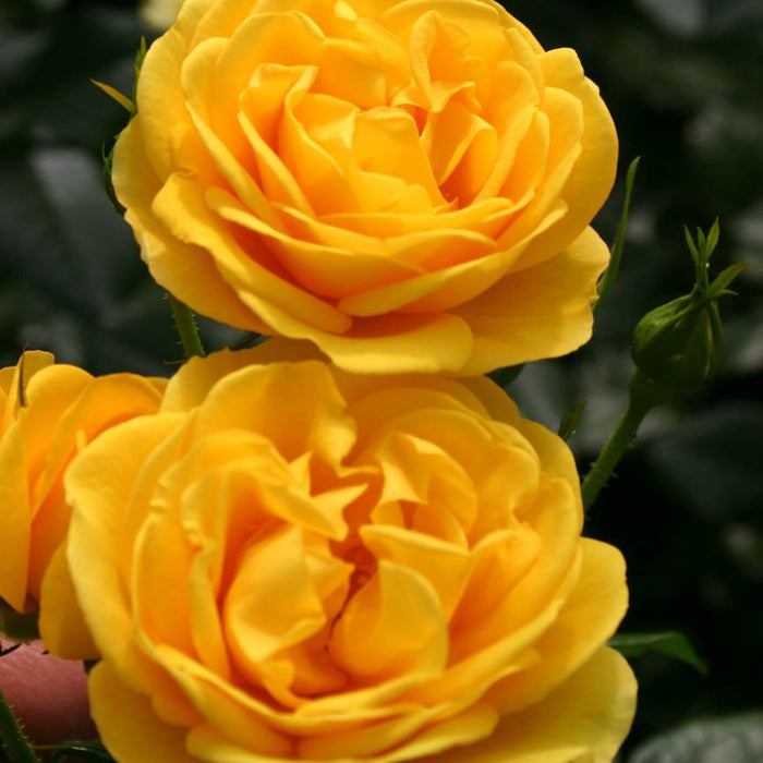 Veranda® Sunbeam